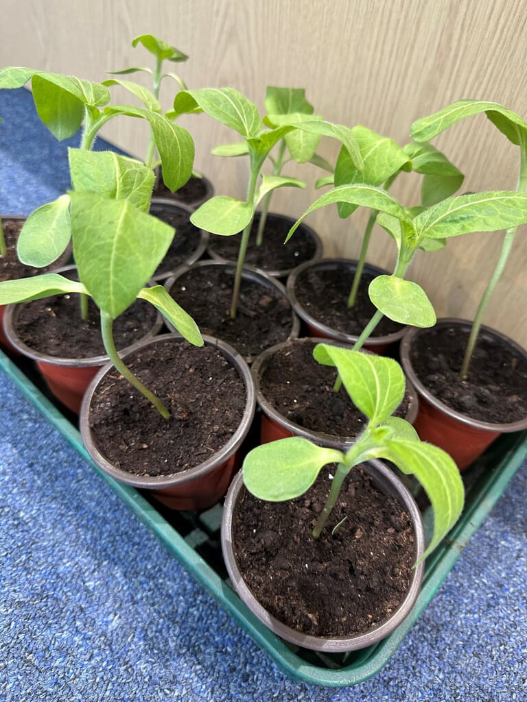 sunflowers-scaled.jpg?w=768&h=1024&scale sunflowers-scaled.jpg?w=768&h=1024&scale